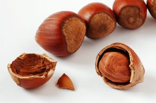 Hazelnut
